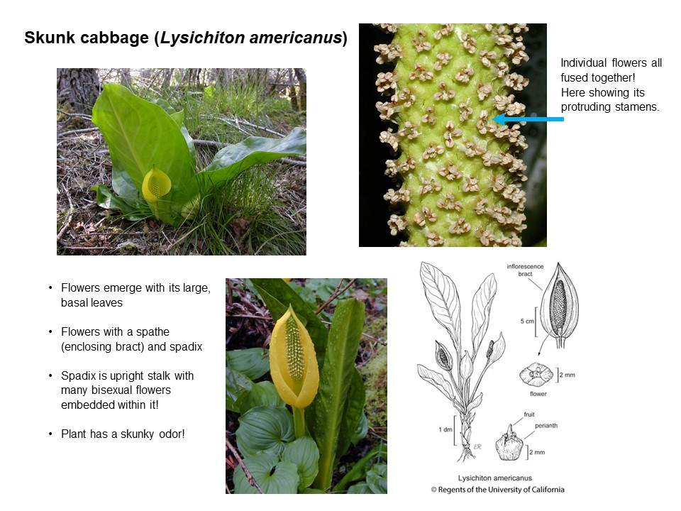Ask an Expert! Peculiar Herbaceous Spring Natives - Hoyt Arboretum