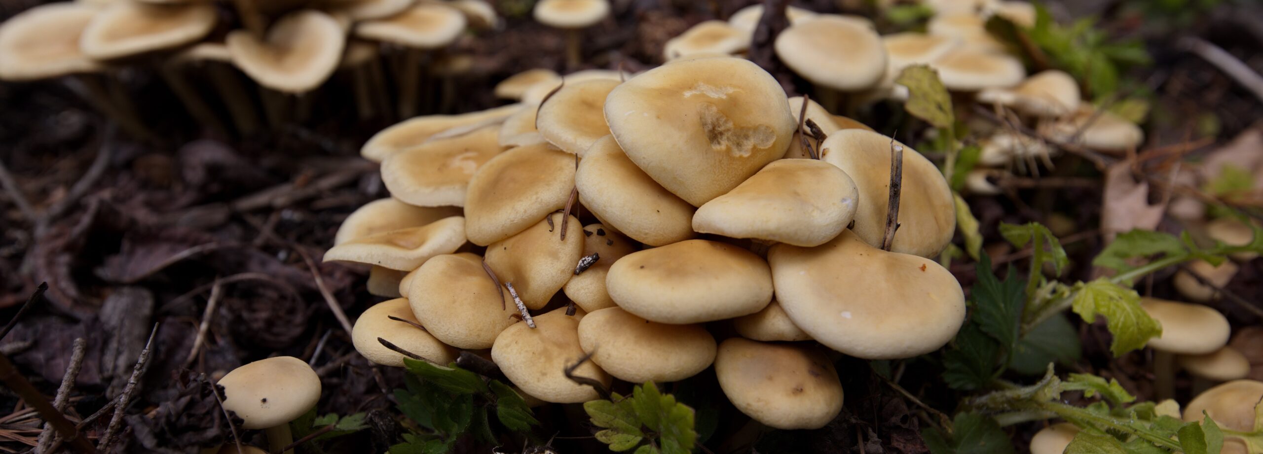 Forest Field Day: Miraculous Mushrooms