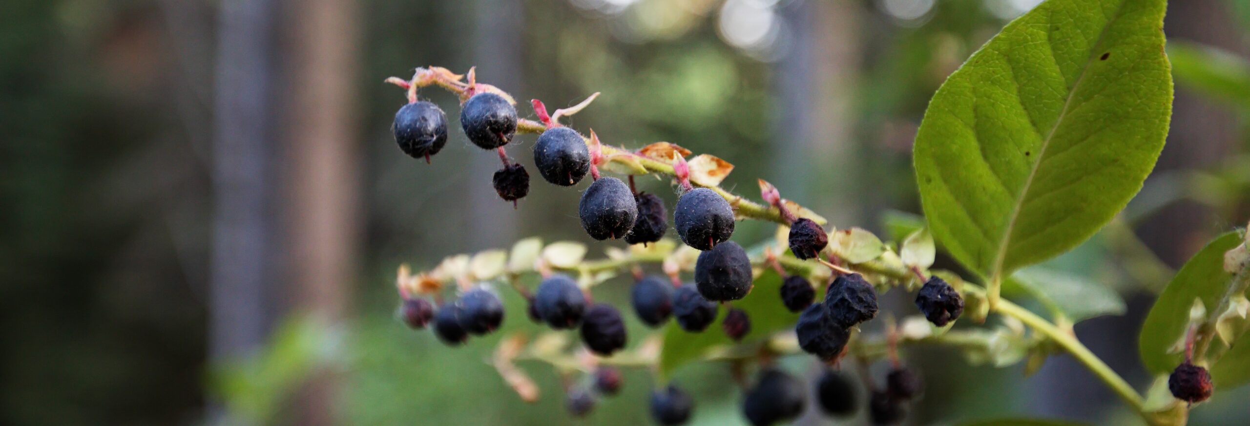 Forest Field Day: Berry-Awesome Berries