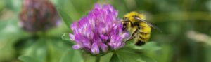 A fuzzy yellow bumble bee drinks nectar from a purple clover flower in a meadow.