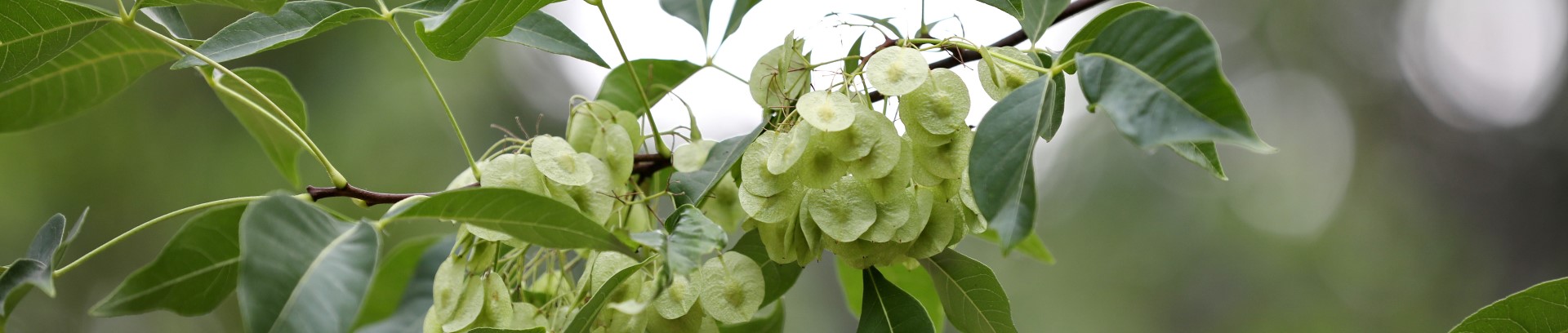 Unique Broadleaf Trees