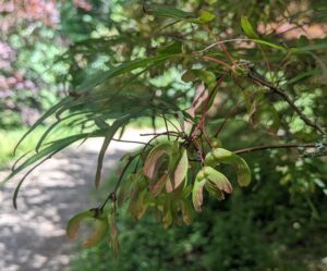 A cluster of papery fruits called samaras, or helicopter seeds, hang from the branch of a Japanese Maple with thin, green, palmate leaves.