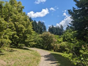 A section of trail surrounded by California buckeye and linden trees in the foreground with tall conifers in the background.