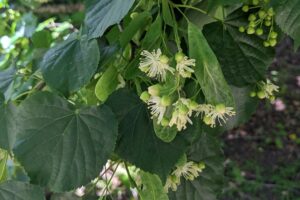 A spray of white flowers and little green buds hang off a branch surrounded by dark green, heart-shaped leaves.