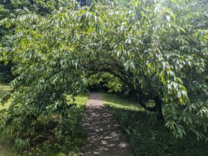 Branches of a tree droop over a trail like an archway.