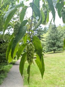 Long, pendulous clusters of papery flowers hang down from a drooping branch with ridged, long, pointy leaves.