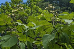 white flowers stick up at the top of branches laden with heart-shaped leaves.