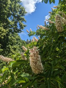 Big collections of light pink flowers in a tube-like formation stick up toward the sky on branches dense with long green leaves.