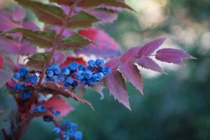 Blue berries clustered on a stem surrounded by spiky red leaves.