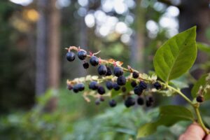 Purple pendulous berries hand down from a thin plant stem with green, spear-like leaves.