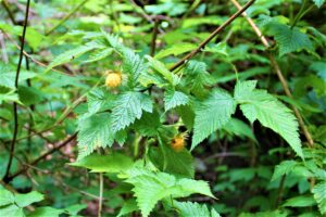 Composite berries with lots of fleshy bubbles surrounding seed in orange-yellow-pink coloration in a thicket of thin stems and pointy, palmate leaves.