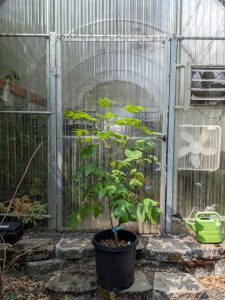 A small tulip tree reaching about 3 feet in height in a black plastic pot in front of the door to a closed greenhouse.