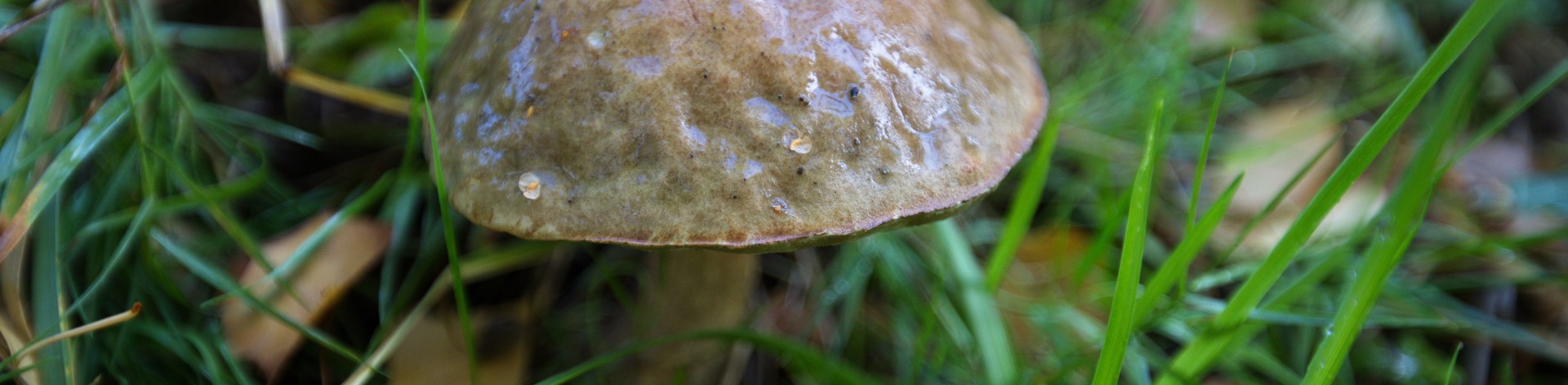 WAITLIST – Fall Mushroom Discovery Walk with Noah Siegel