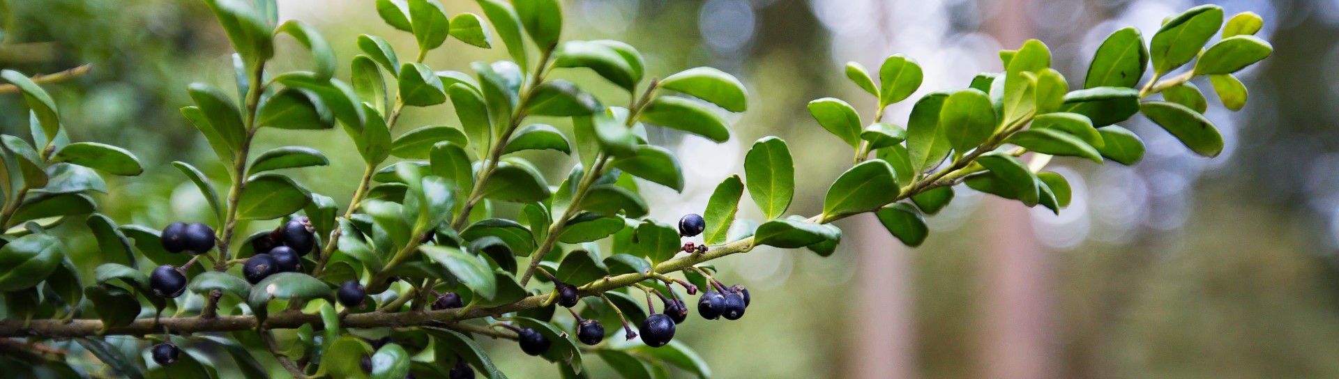 Healing Herbs of the Arboretum