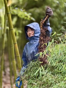 Volunteer Sarah Tasi holds up a 2 foot long bamboo rhizome to the camera. She is wearing a wet, dark blue rain coat with the hood up, glasses, and work gloves. Tall bamboo stalks frame the portrait to the left and behind.