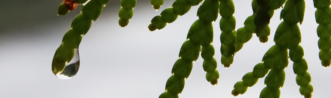 dark green and scale-like leaves of a western redcedar hang down into frame over a cloudy background, beading rainwater from their tips.