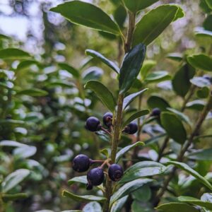 A close up image of Ilex crenata 'Convexa' featuring dark blue-black berries on short stalks surrounding dark green curved leaves.