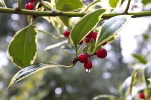 A close-up of a holly leaves with smooth edges, variegated in rich dark brown at the center and lighter brown along the edges. The leaves' glossy surface reflects light, emphasizing its smooth texture. Single, bright red berries with shimmering water droplets bead off their surfaces, adding a sense of freshness and contrast against the earthy tones of the leaf. 