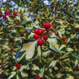 An evergreen Ilex aquifolium 'Crinkle Variegated' branch in front focus with densely branched growth in the background. The dark green, oval leaves are moderately broad and regularly spined, featuring creamy white variegated edges. Bright red berries appear in clusters on short stems in the center of the frame.