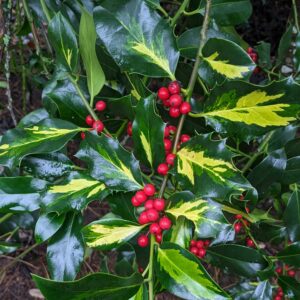 A section of a branch of and English holly cultivar, with long leaves that are dark green around the outside and light green in the centers, and clusters of bright red berries in the middle of the leaf lobes.