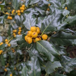 Bright yellow-orange berries are clustered front and center, surrounded by waxy, dark green, spiky leaves. Out-of-focus dense foliage and berries fill the background.