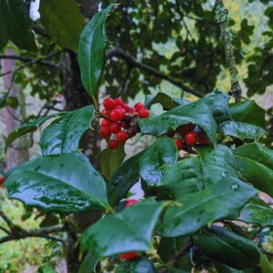 A close up image of Ilex opaca 'Ruth' with dark green foliage, wet with rainwater, and showing its spiny edges, and a big cluster of bright red berries.