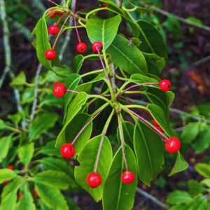 An overhead view of an Ilex pedunculosa branch with long, oval, smooth-edged, and light green leaves radiate outwards from the center, drooping downwards, and alternating with bright red berries hanging down from long stalks.