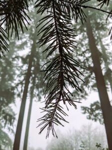 A thin conifer branch hangs down in the front of the frame with leaves tipped in dew drops. The background is foggy and tall conifer trees are barely visible through the fog in the background.