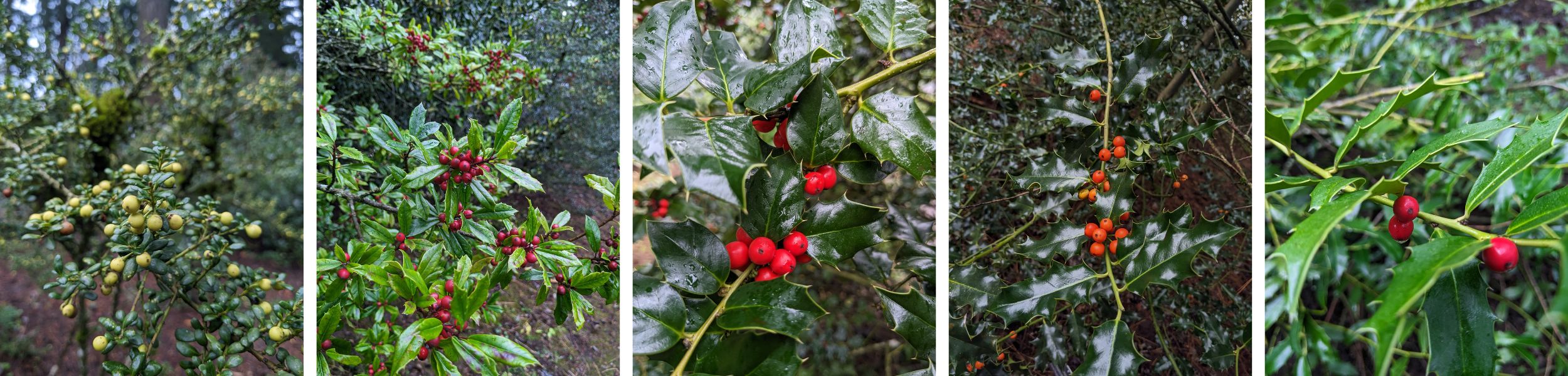 The Holly Loop at Hoyt Arboretum