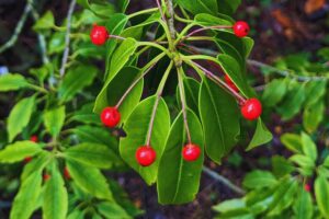 A slim branch of a plant with a cluster of long, oval leaves drooping downwards alternating with bright red berries hanging down from long stalks.