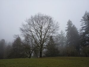 A bare tree in winter stands in the center of the frame surrounded by evergreen conifers and fog in the background and a grassy knoll in the front.