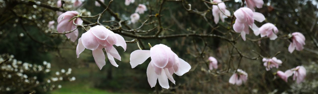 Magnolia Tour with the Curator