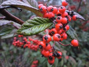 Green, oval leaves with a point at the end have purple coloration around the edges and are completely currounded by bright red-orange berries that have dark remnants of old flowers.