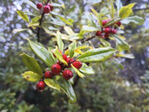 A holly branch with dense light green leaves that are narrow oval shape with spiny edges. Clusters of bright red and round berries poke out between the leaves.