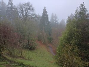 A misty view above the Magnolia Trail with view of Beech Trail. Bare tree branches droop down, with conifers and other evergreen trees around the edges of the frame.