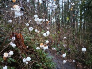 little white fluffy berries stand out against bare branches of a low shrub along a dirt trail surrounded by tall trees.