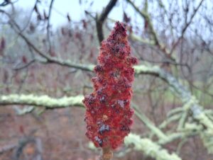 A big upright cluster of fluffy red seeds sits above bare branches of a sumac tree in winter.