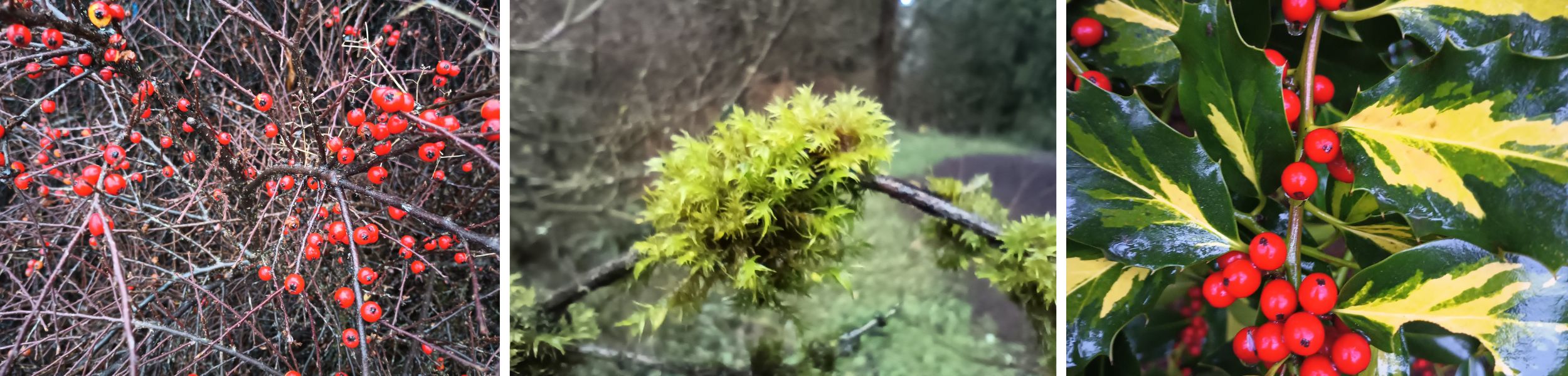 The Best of Winter at Hoyt Arboretum