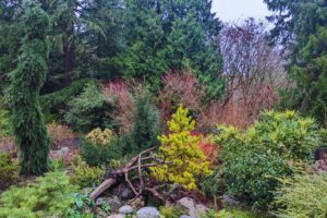 The winter garden at Hoyt Arboretum with a bright yellow-green dwarf conifer in the foreground surrounded by rockwork, artfully arranged wood, low-growing evergreen shrubbery, and bright red twigs in the background.