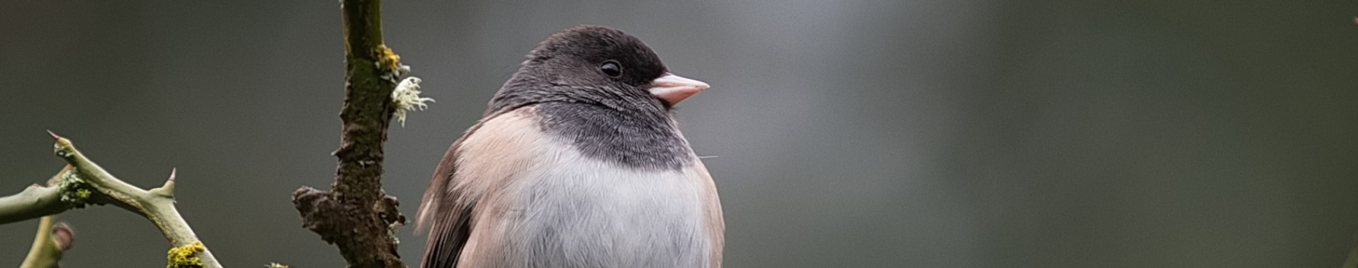 Forest Field Day: Birds of a Feather