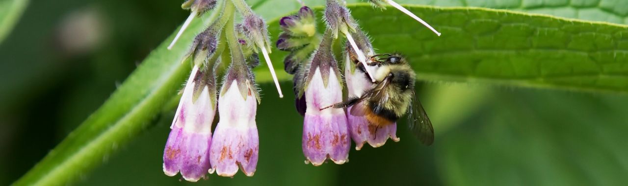 Members Breakfast & Learn: Bees & Trees